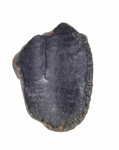 Partial Triceratops Shed Tooth - Montana #41281
